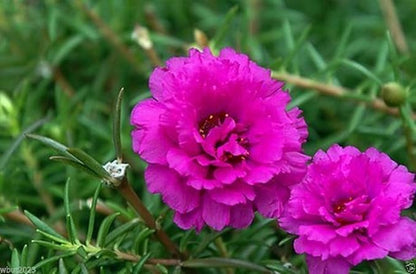 200 Seeds Moss Rose Double Pink