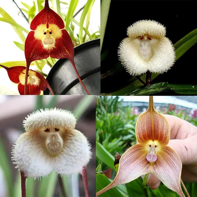 200 Seeds Mix Rare Monkey Face Orchid Seeds