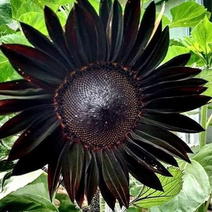 50 Seeds Deep Black Sunflower Seeds