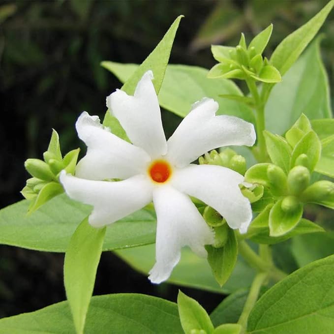 10 Seeds Parijat Jasmine Flower Seeds