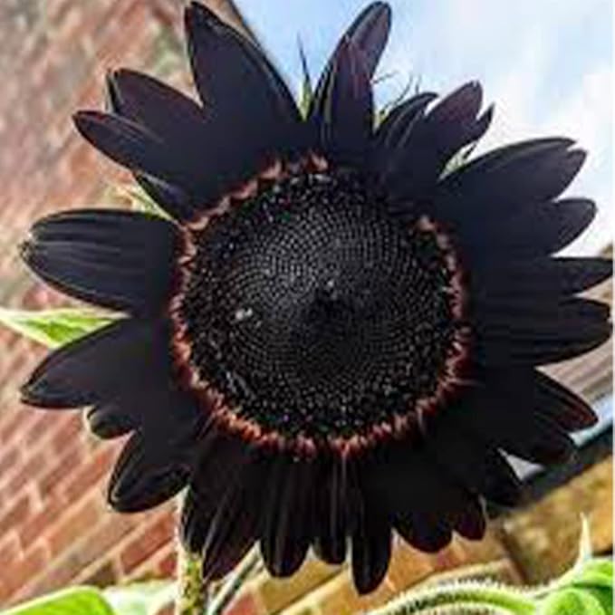 50 Seeds Deep Black Sunflower Seeds