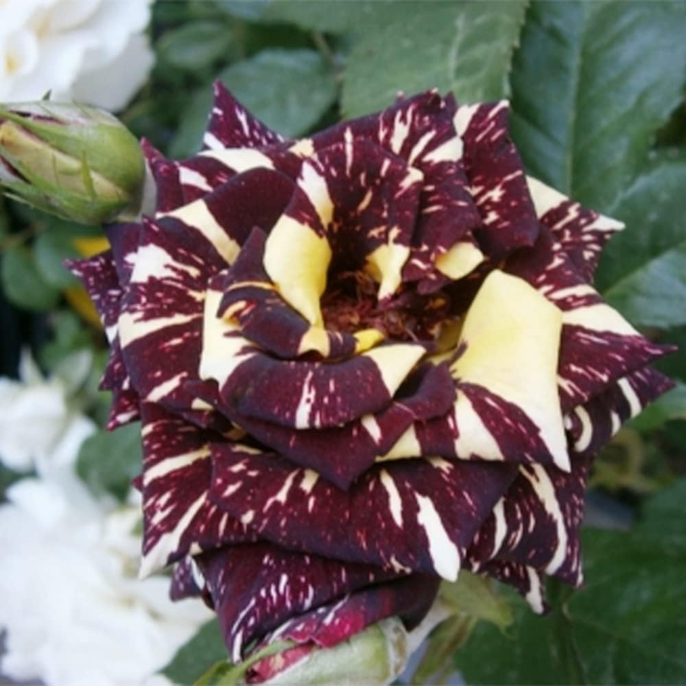 20 Seeds Black Dragon Rose