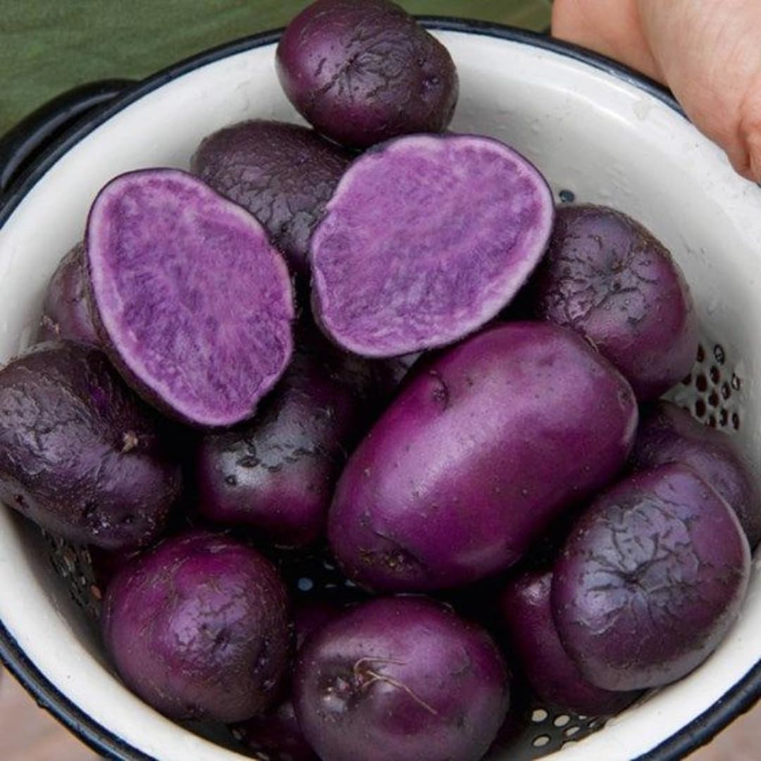 70 Seeds  Purple Potato Seeds