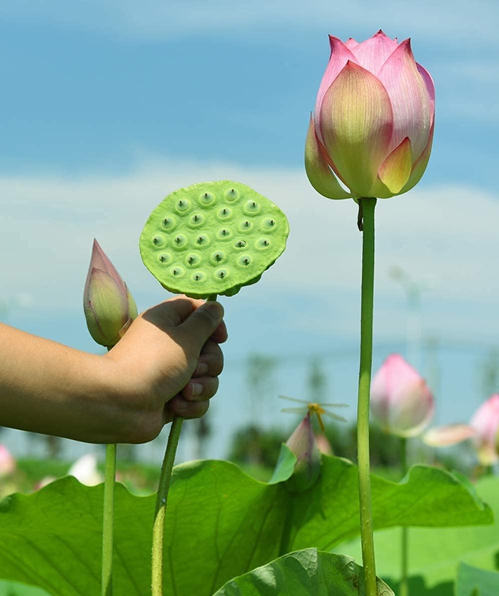 40 Seeds Lotus Root Seeds