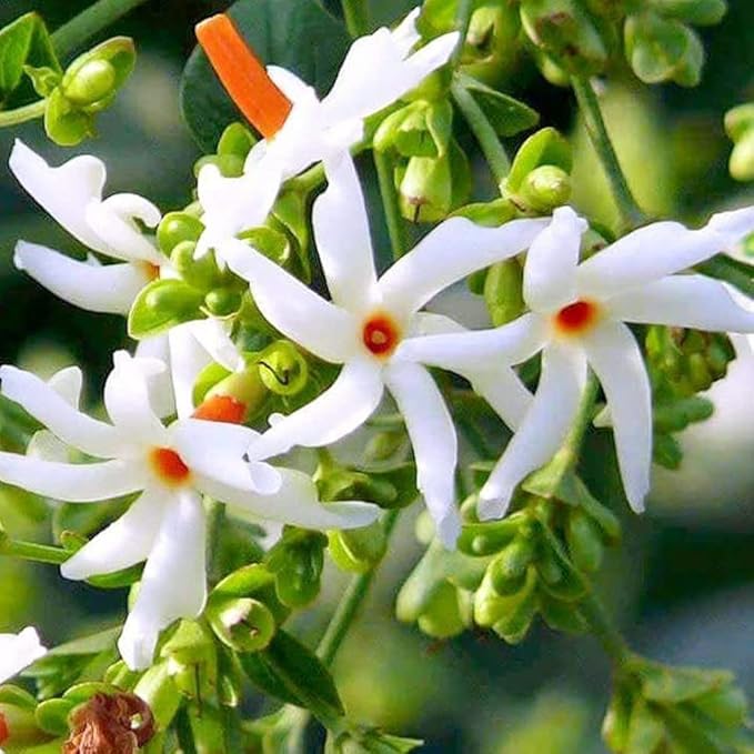 10 Seeds Parijat Jasmine Flower Seeds