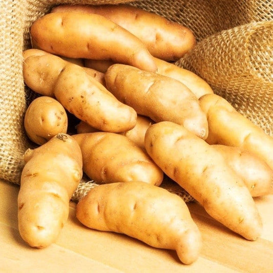 50 Seeds Fingerling Potato Seeds