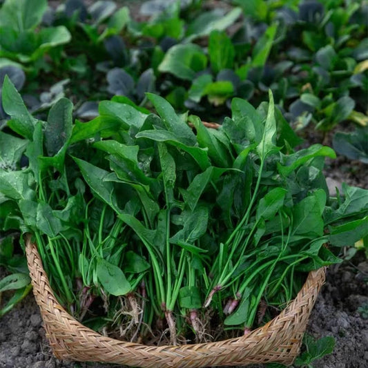 200/1000 Seeds Spinach Seeds