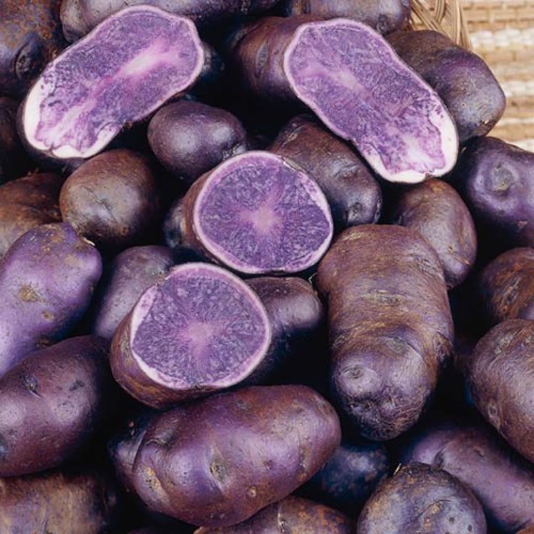 70 Seeds  Purple Potato Seeds