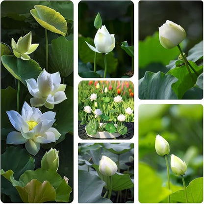 60 Seeds Bonsai Lotus  Seeds