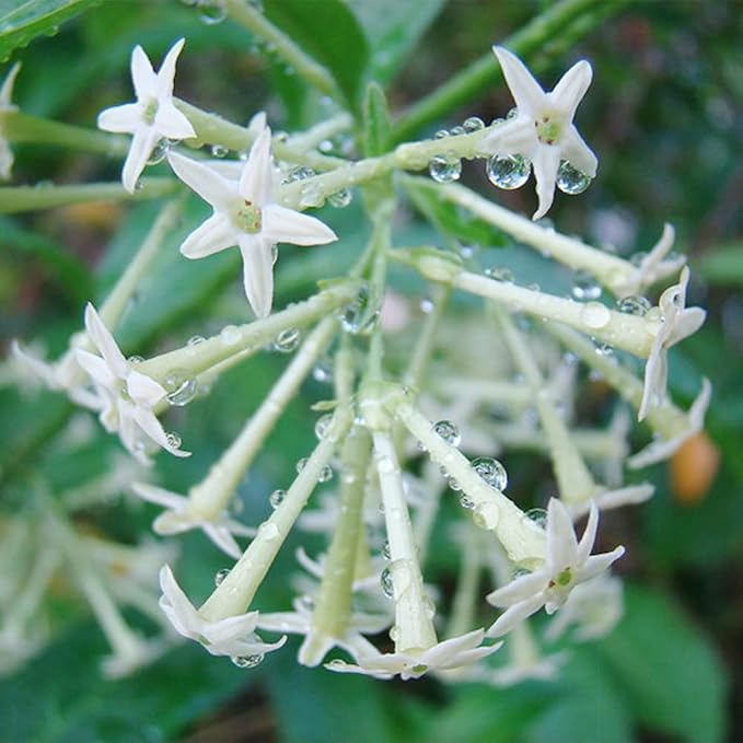 30 Seeds Night Blooming Jasmine Seeds