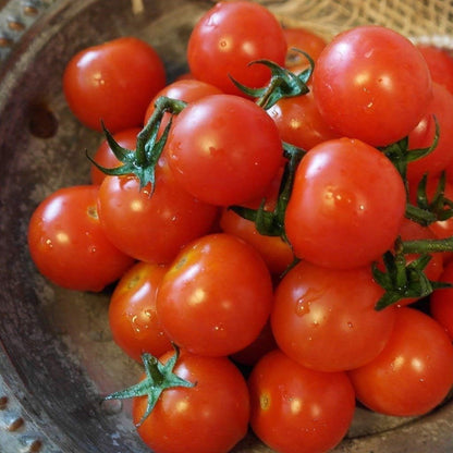 2000 Seeds Cherry Tomato GMO-Free Seeds