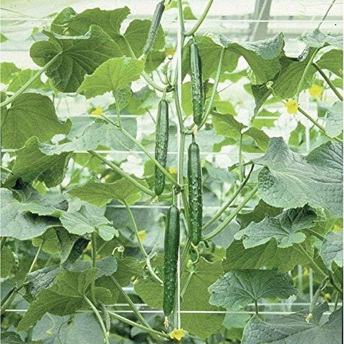 100 Seeds Tasty Jade F1 Cucumber Seeds