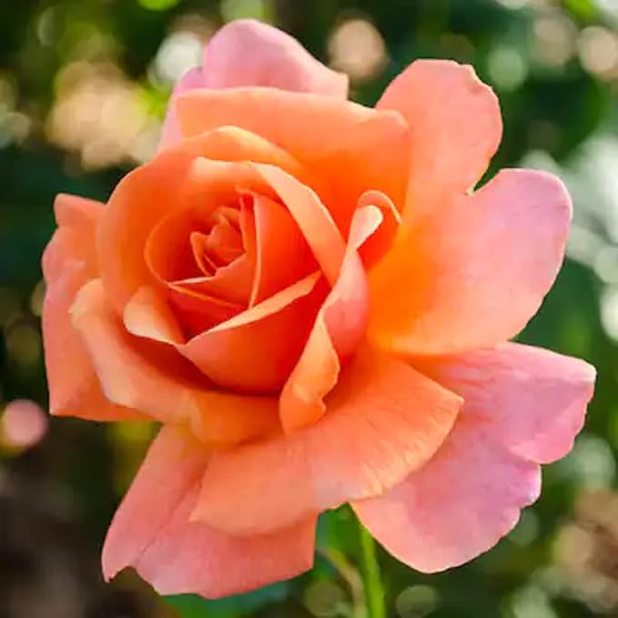 Orange Rose 100 Seeds Grows Climbing Rose Flower Easy Plant