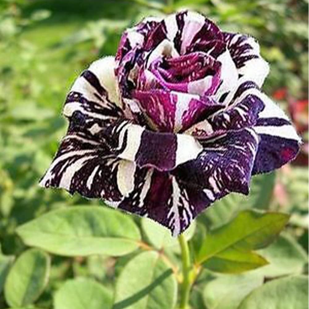 20 Seeds Black Dragon Rose