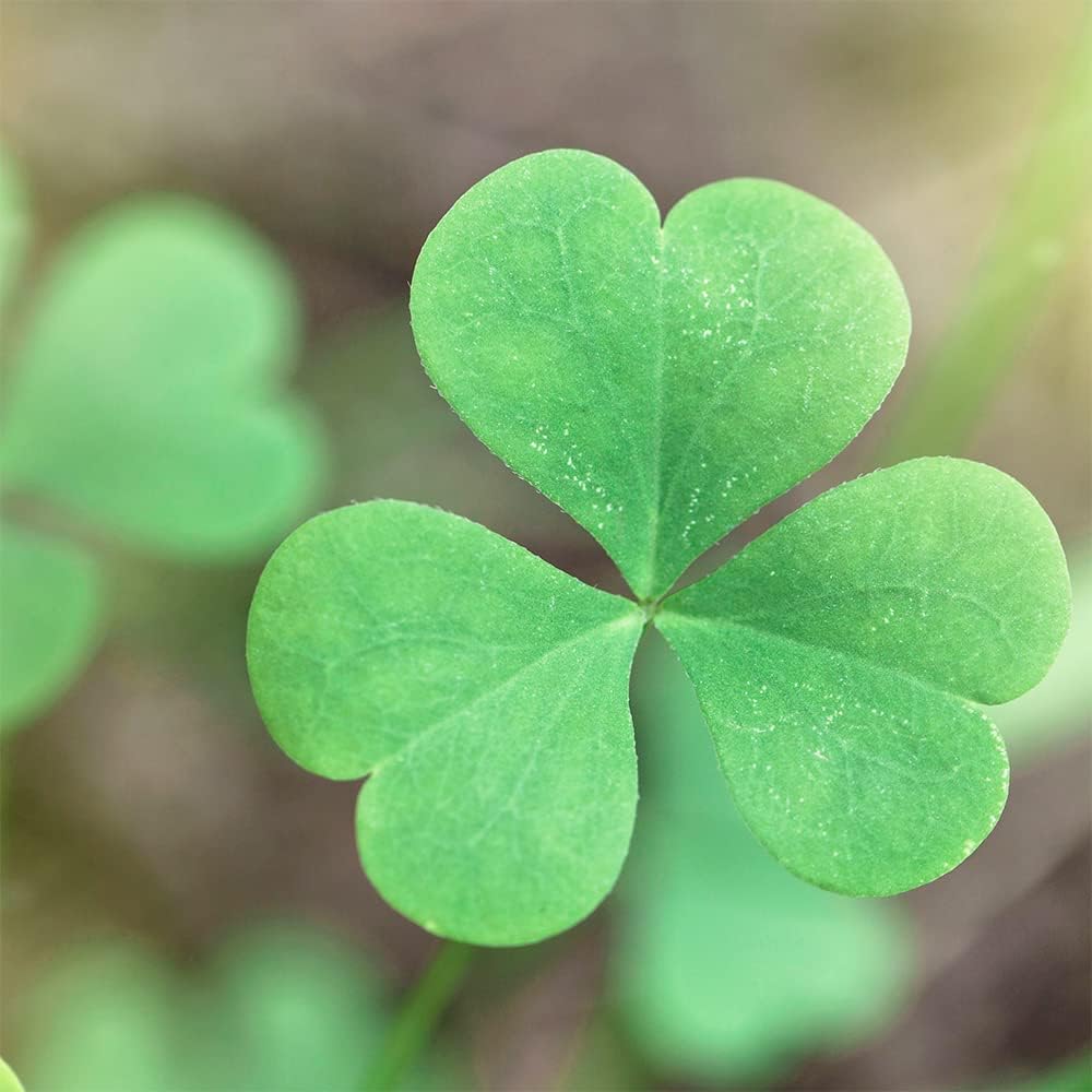 30 Seeds Three-Leaf Clover Seeds