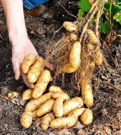 50 Seeds Fingerling Potato Seeds