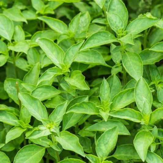 35/100 Seeds Lemon Basil Seeds