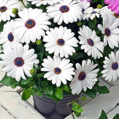 20 Seeds White & Purple African Daisy Mix Flower Seeds