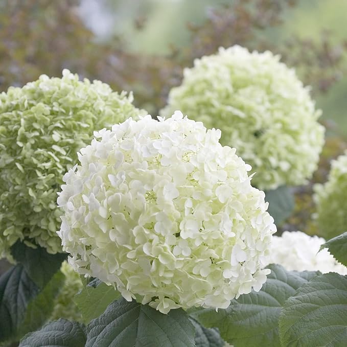 50 Seeds Hydrangea White Hortensia Seeds