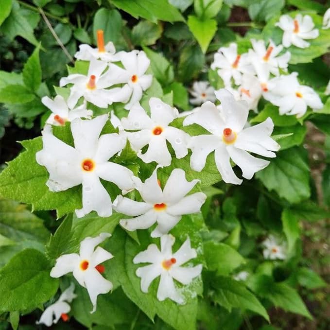 10 Seeds Parijat Jasmine Flower Seeds