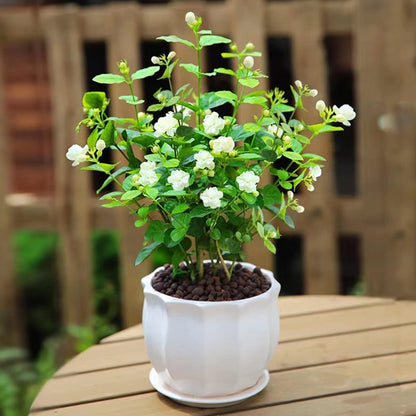 25 Seeds White Jasmine Seeds