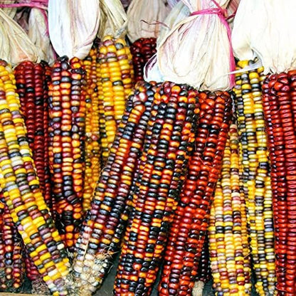 20 Seeds Rainbow Ornamental Corn GMO Free Seeds