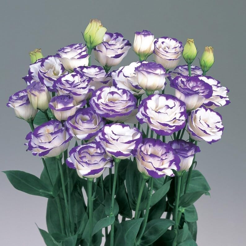 20 Seeds Lisianthus Seeds