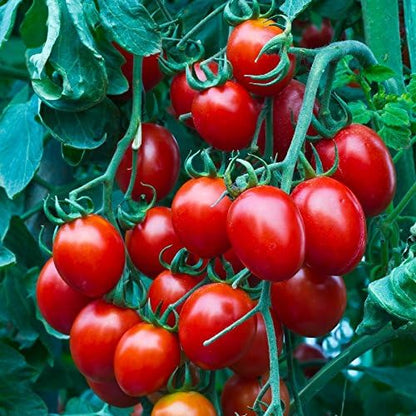 2000 Seeds Cherry Tomato GMO-Free Seeds