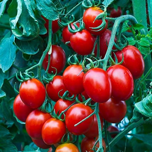 2000 Seeds Cherry Tomato GMO-Free Seeds