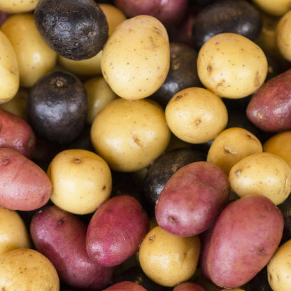 70 Seeds  Mixed Color Potato Seeds