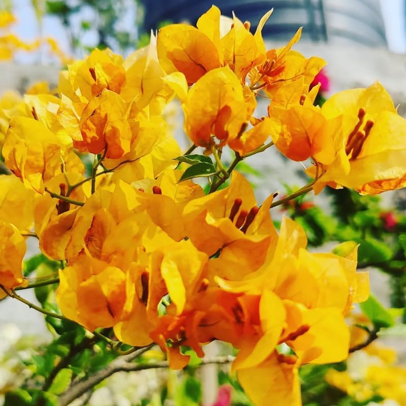 Multicolor Bougainvillea Seeds