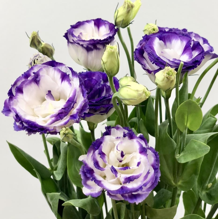 20 Seeds Lisianthus Seeds