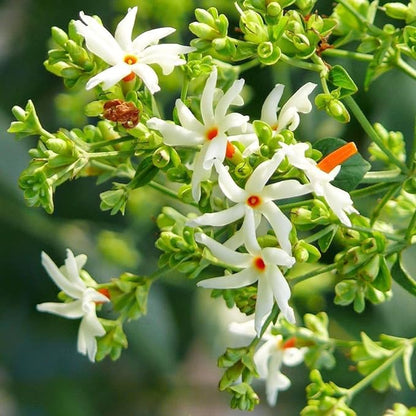 10 Seeds Parijat Jasmine Flower Seeds