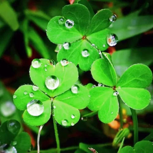 30 Seeds Three-Leaf Clover Seeds