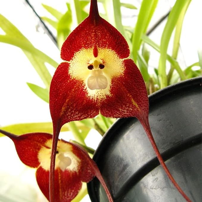 200 Seeds Mix Rare Monkey Face Orchid Seeds