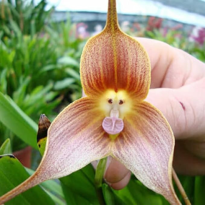 200 Seeds Mix Rare Monkey Face Orchid Seeds