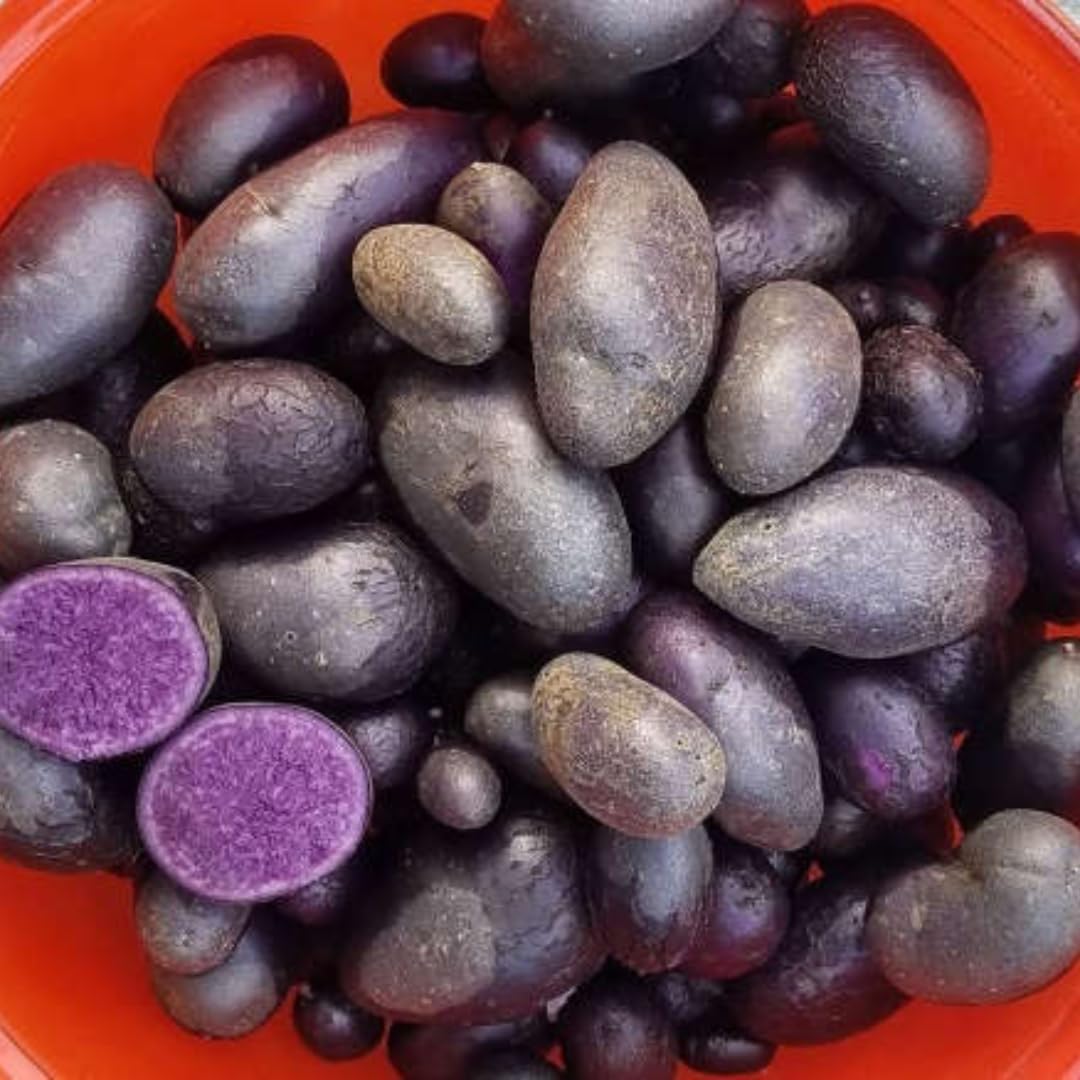 70 Seeds  Purple Potato Seeds