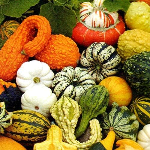 15 Seeds Ornamental Pumpkin Non-GMO Mix