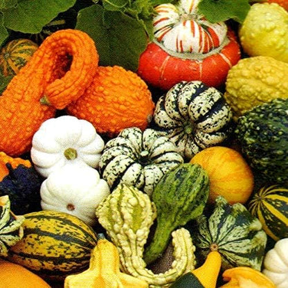 15 Seeds Ornamental Pumpkin Non-GMO Mix