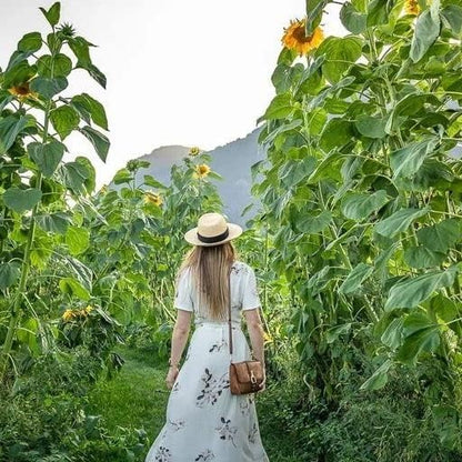 50 Seeds GIANT TITAN Sunflower seeds