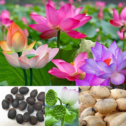 40 Seeds Lotus Root Seeds