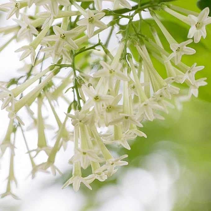 30 Seeds Night Blooming Jasmine Seeds