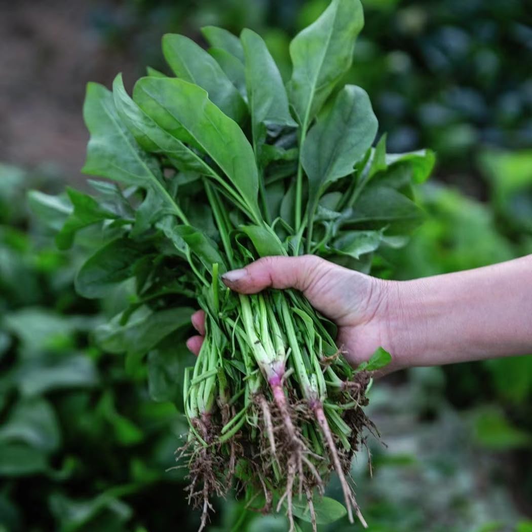 200/1000 Seeds Spinach Seeds