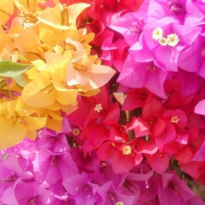 Multicolor Bougainvillea Seeds