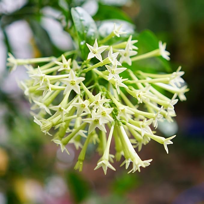 30 Seeds Night Blooming Jasmine Seeds