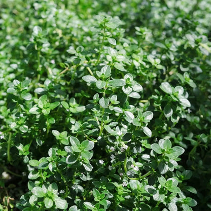 1000 Seeds Lemon Thyme Seeds