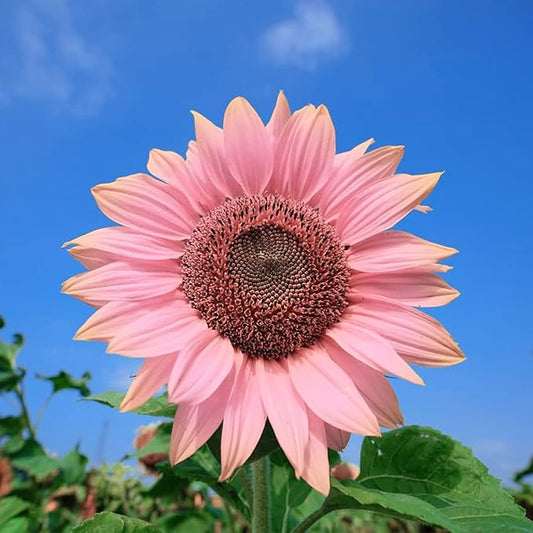 50 Seeds Rare Pink Sunflower Seeds