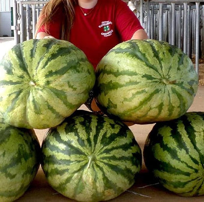 10 Seeds Largest Carolina Cross Watermelon Seed