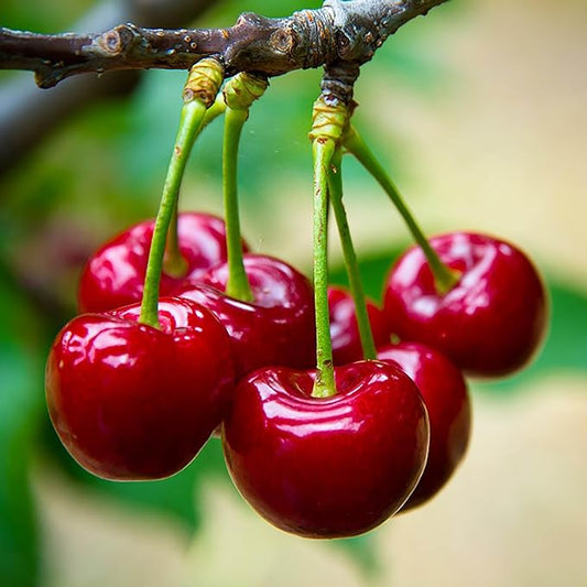 100 Seeds Cherry Tree Seeds