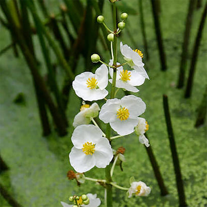 500  Seeds Indian Duck-Potato